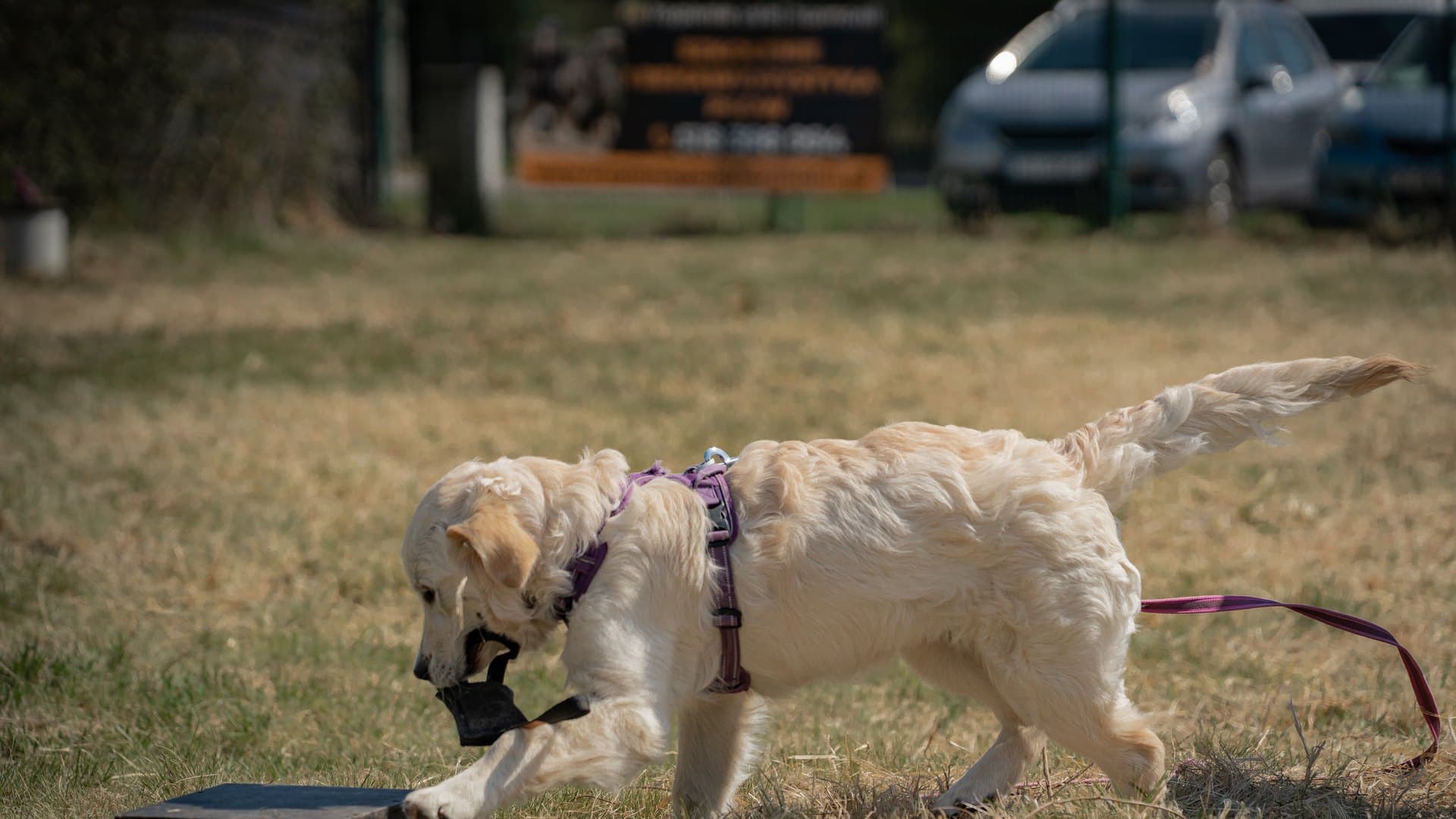 Golden retriever w szelkach oznaczający łapą czarną płytkę z ukrytą próbką zapachową