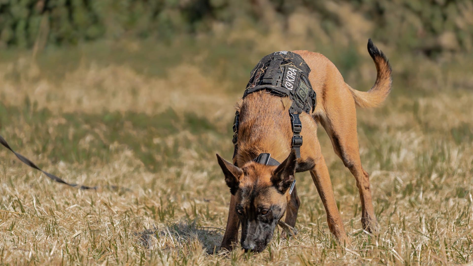 Owczarek belgijski malinois w szelkach roboczych z nosem przy ziemi podczas pracy węchowej