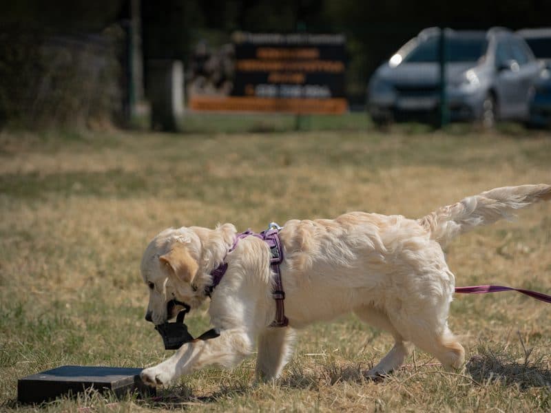 Golden retriever w szelkach oznaczający łapą czarną płytkę z próbką zapachową